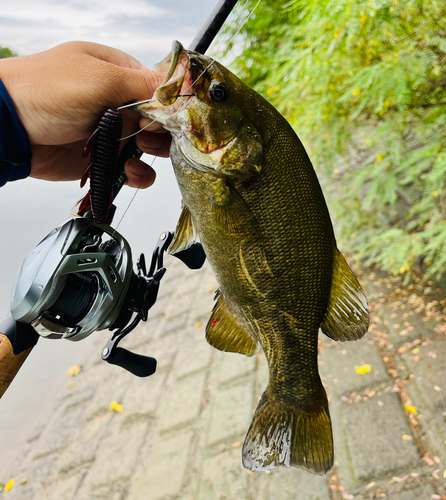 スモールマウスバスの釣果