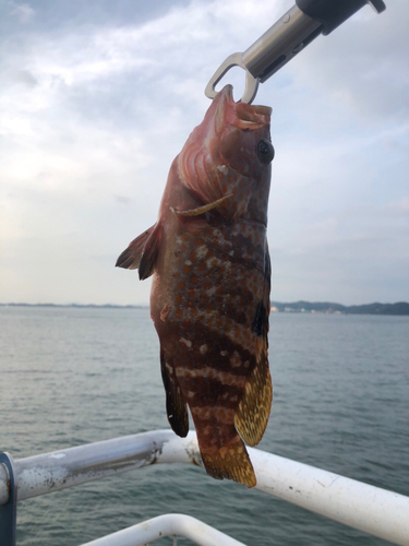 キジハタの釣果