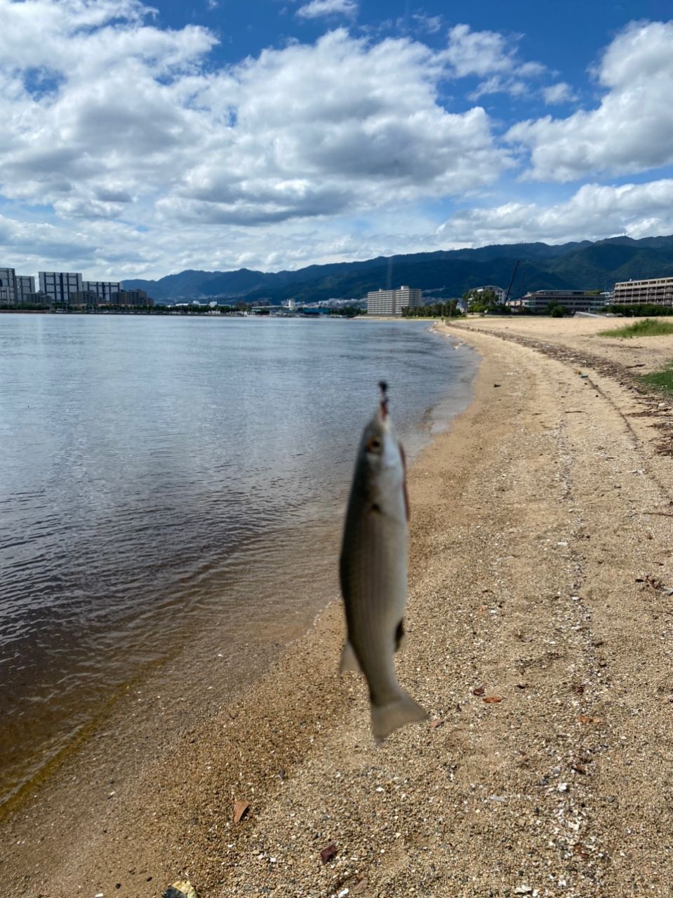 マハゼ