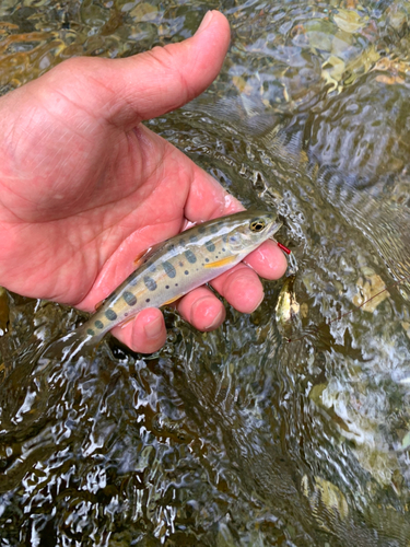 ヤマメの釣果