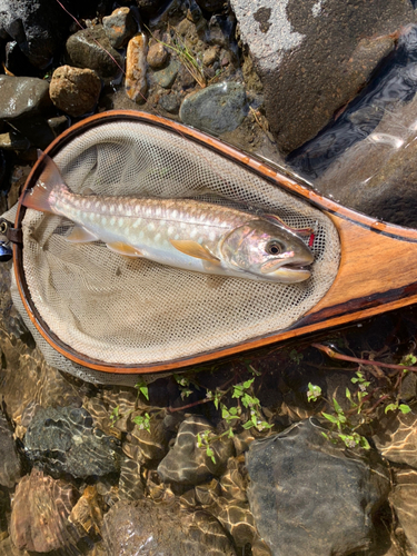 アメマスの釣果