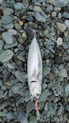 マルソウダの釣果