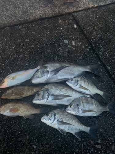 クロダイの釣果