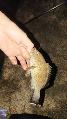 オオモンハタの釣果