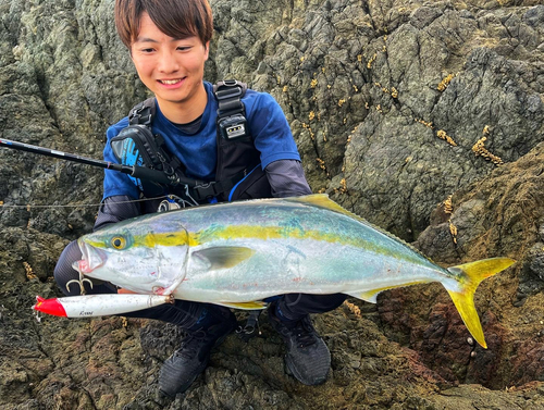 ハマチの釣果