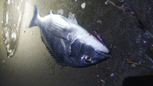 キビレの釣果