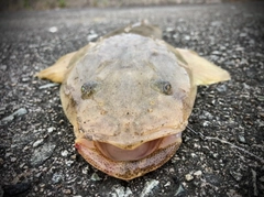 マゴチの釣果