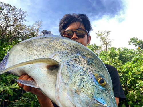 カスミアジの釣果