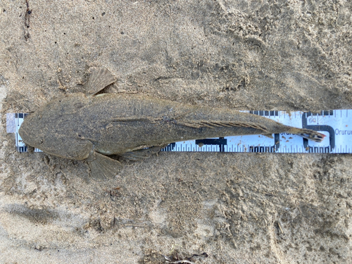 マゴチの釣果