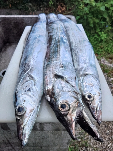 タチウオの釣果