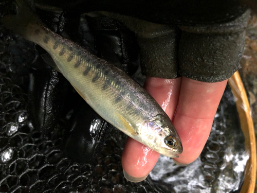 ニジマスの釣果