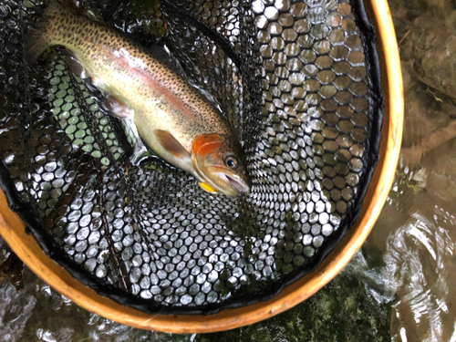 ニジマスの釣果