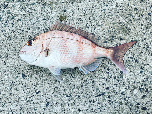 マダイの釣果