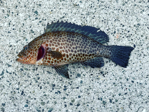 オオモンハタの釣果