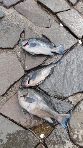 メジナの釣果