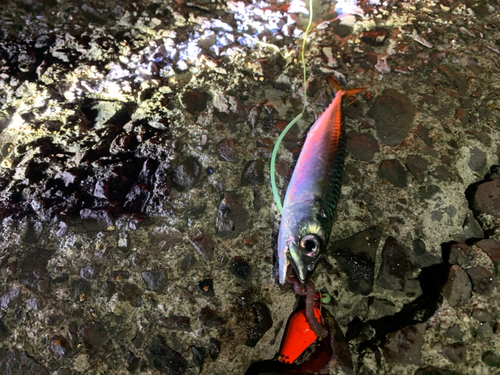 カワサバの釣果