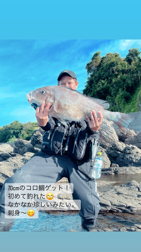 コロダイの釣果