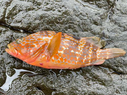 キジハタの釣果