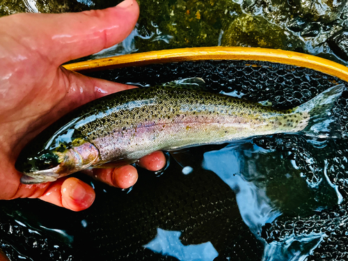 ニジマスの釣果