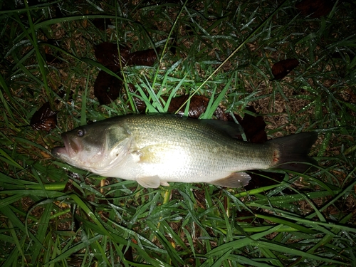 ラージマウスバスの釣果