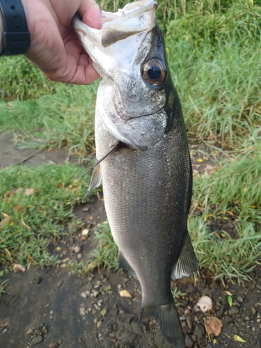 ヒラスズキの釣果