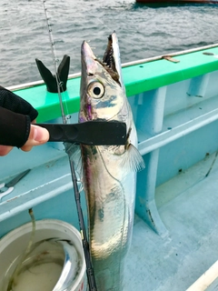 タチウオの釣果