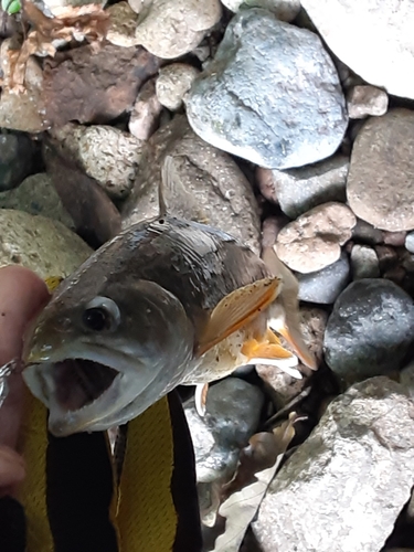 オショロコマの釣果