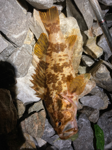 タケノコメバルの釣果