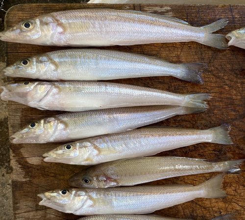 シロギスの釣果