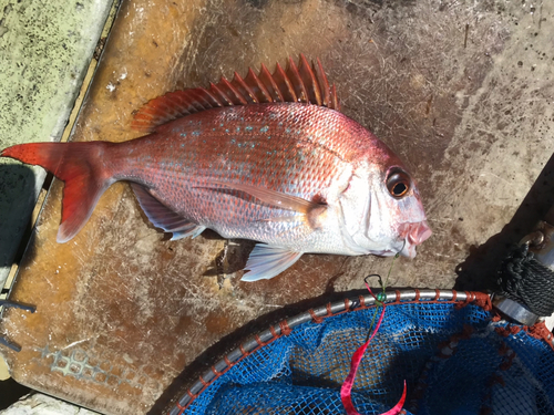 マダイの釣果