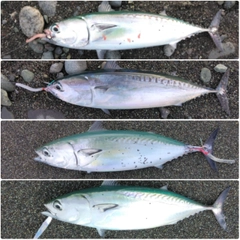 マルソウダの釣果