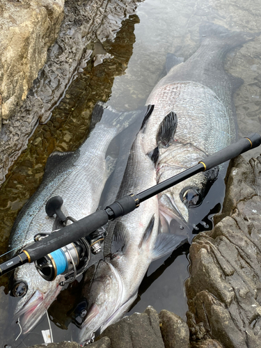 ヒラスズキの釣果