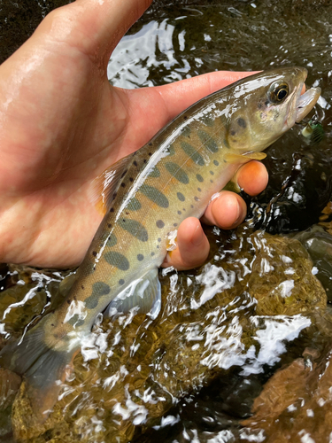 ヤマメの釣果