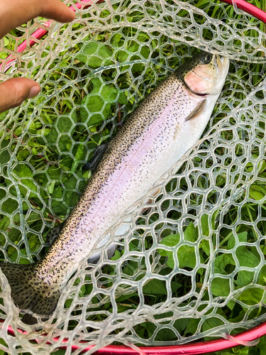 トラウトの釣果