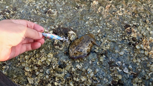 コウイカの釣果