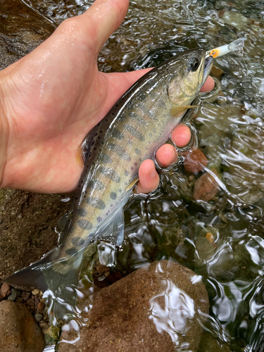 ヤマメの釣果