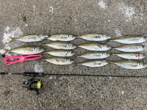 アジの釣果