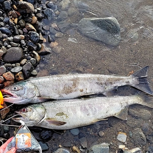 シロザケの釣果