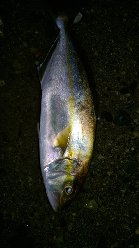 ショゴの釣果