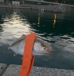 ショゴの釣果