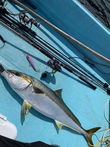 ヒラマサの釣果