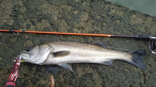 マルスズキの釣果