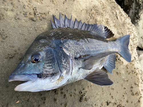 チヌの釣果