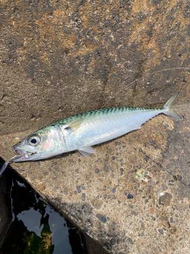 サバの釣果