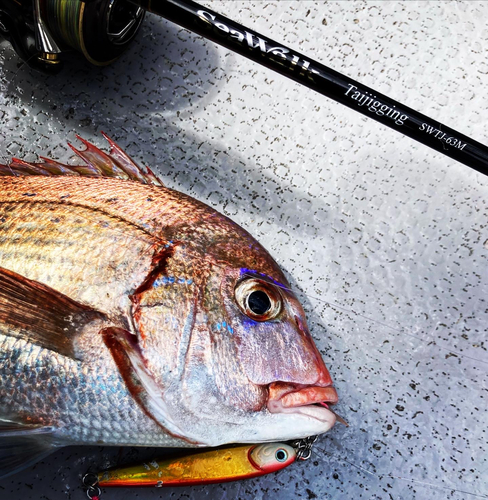 ハナダイの釣果