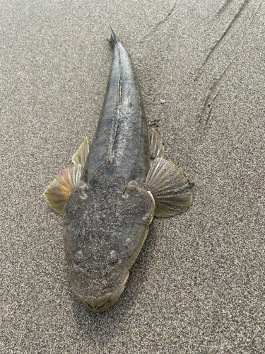 マゴチの釣果