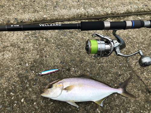 カンパチの釣果