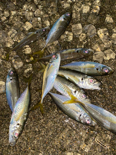 アジの釣果