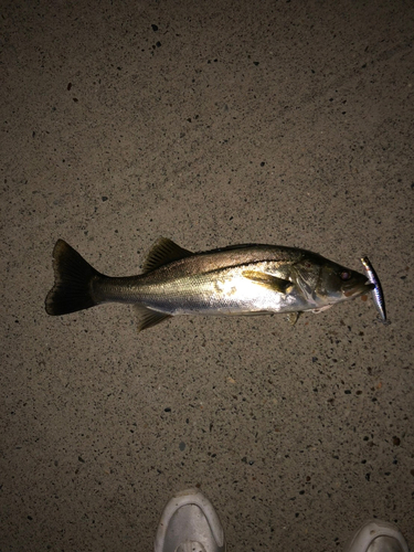 スズキの釣果