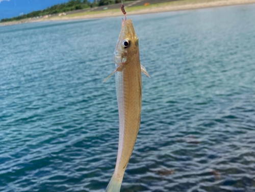 シロギスの釣果